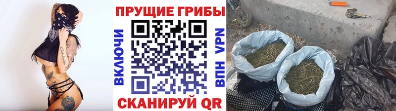 Галлюциногенные грибы Psilocybe  купить  цена  Красный Кут 